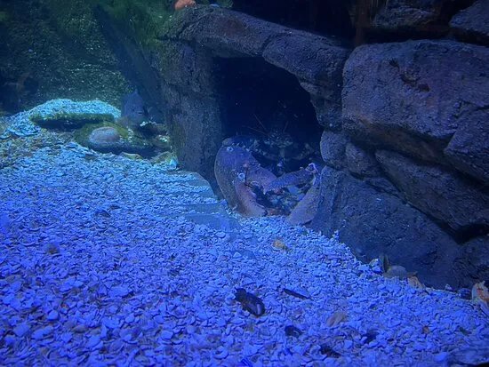 Whitby Marine Discovery Centre & Lobster Hatchery