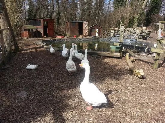 Rice Lane City Farm