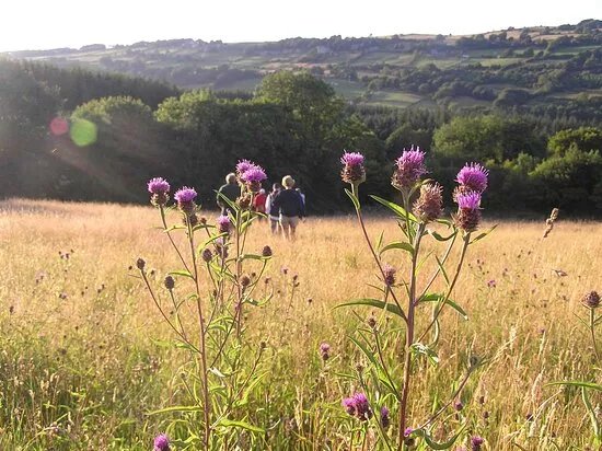 Carr House Meadows Nature Reserve