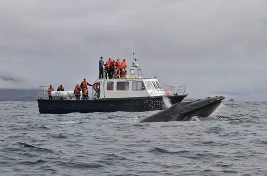 Blasket Islands Eco Marine Tours