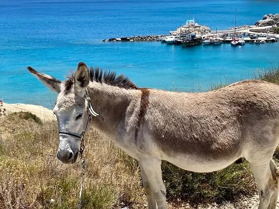 Happy Ears Donkey Sanctuary