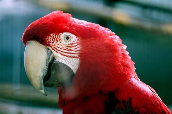 Bioparc Geneve Pierre Challandes