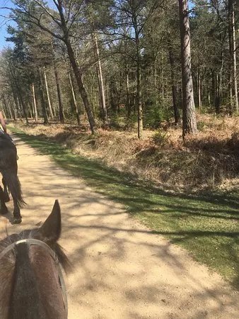 Brokenhurst Riding Stables