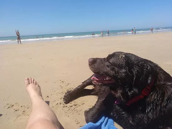 Playacan