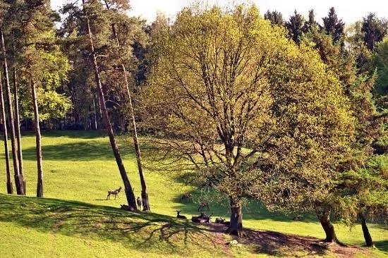 Wildpark Schwarze Berge