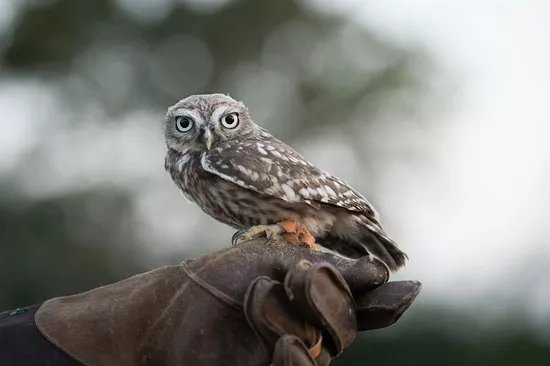 Hogshaw Farm & Wildlife Park