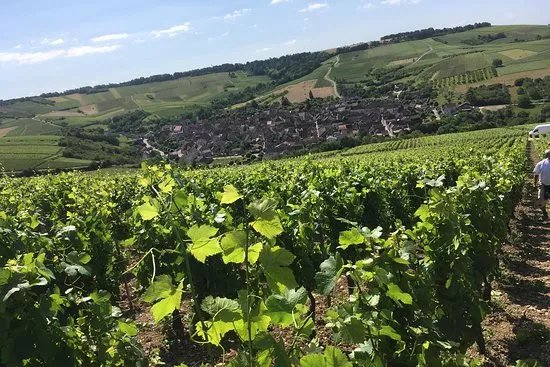 Domaine Ferrari