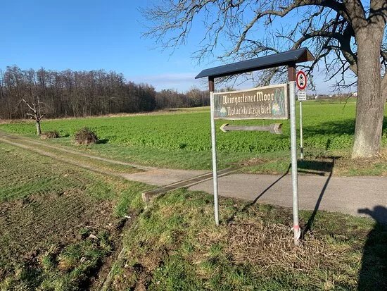 Das Weingartener Moor