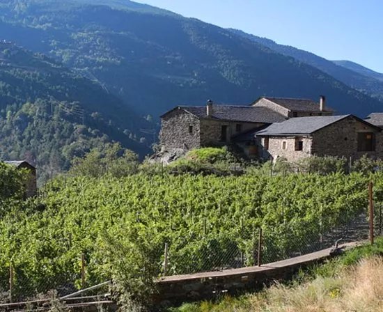 Bodegas Mas Berenguer