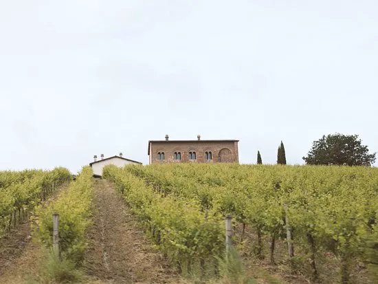 Vinebliss Trip