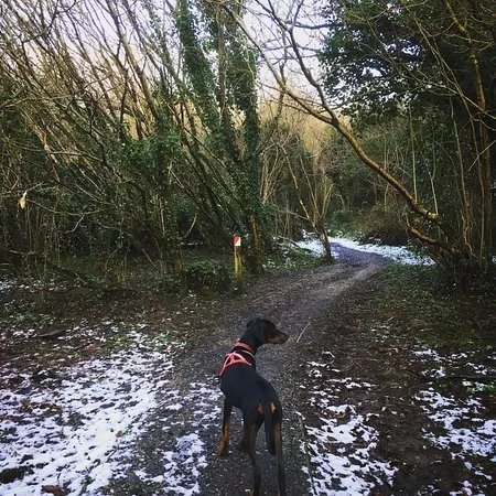 Prehen Woods