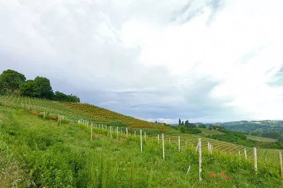 Azienda Agricola Rabino Luigi Giuseppe