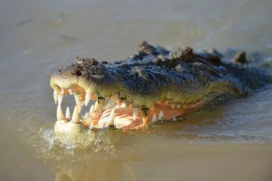 Crocodile Park