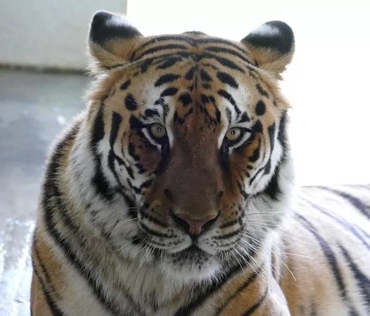Refuge Panthera