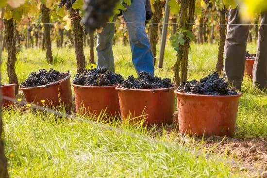 Schaefers Weingut