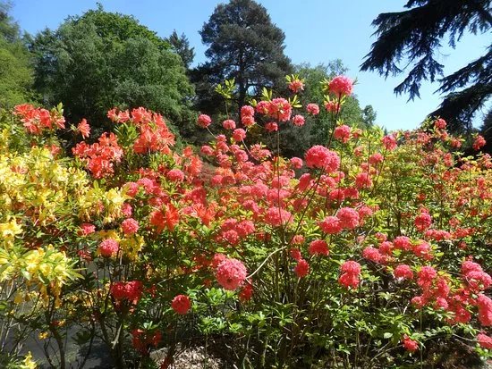 Stody Lodge Gardens