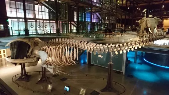 Grande Galerie de l'Evolution