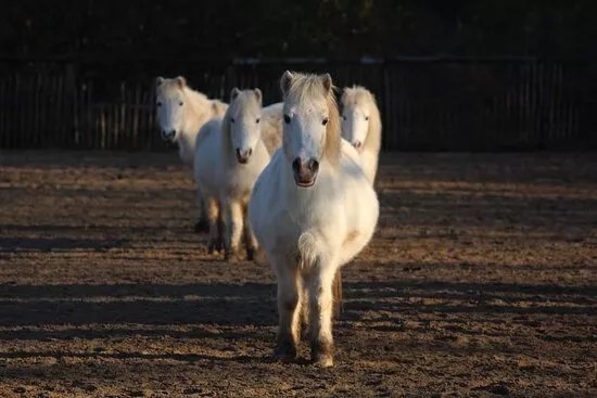 Poney Club de Rombly