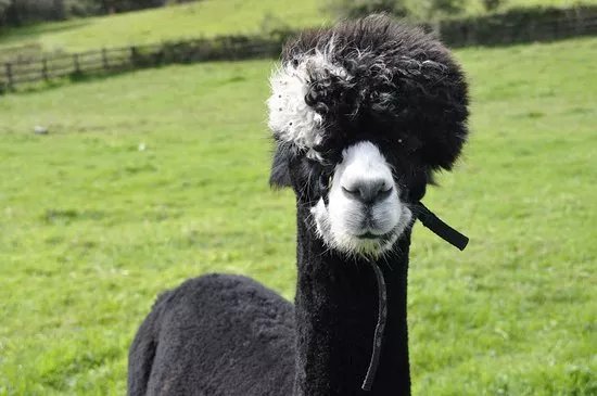 Alpaca Trekking Cornwall