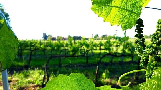 Vigneti Cantina Barone