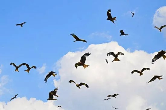 Red Kite Feeding Station, Llanddeusant