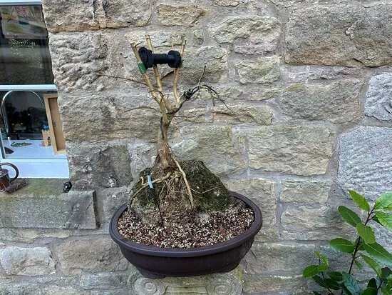 All Things Bonsai