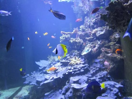 Acuario de la Universidad de Murcia