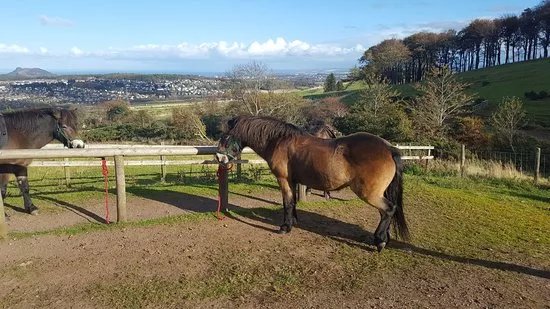 Edinburgh University Exmoor Pony Trekking