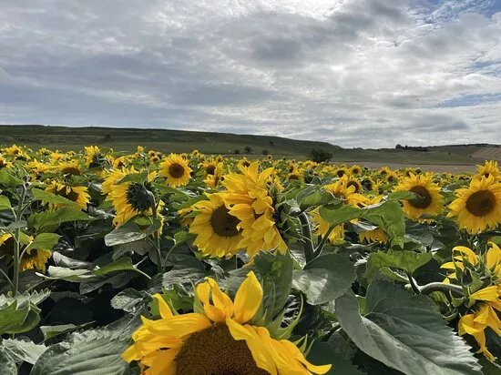 The Dorset Sunflower Trail