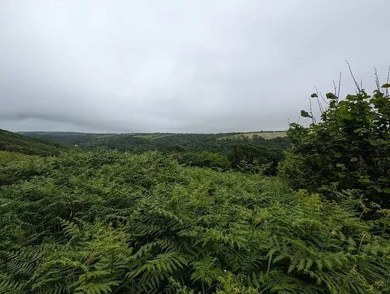 Marsland Nature Reserve, Devon
