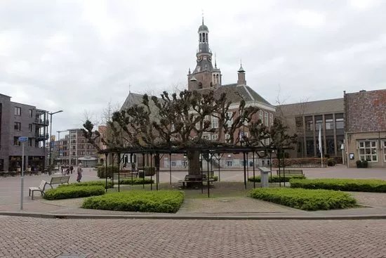 Moeierboom