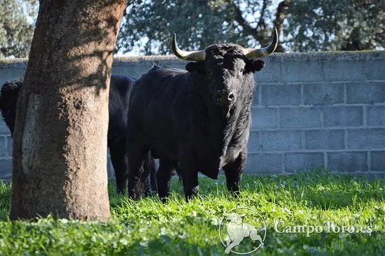CampoToro