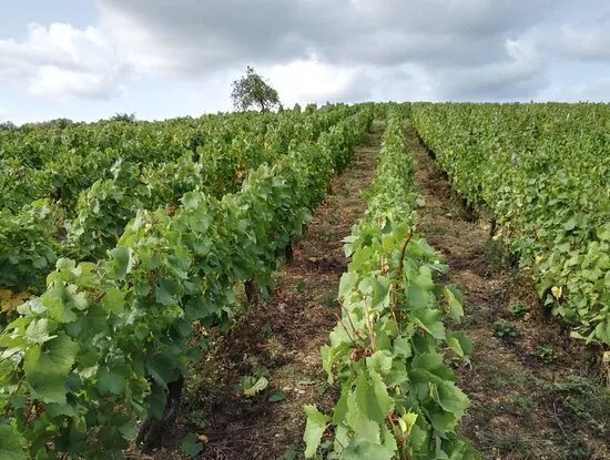 Domaine les Sarmentelles