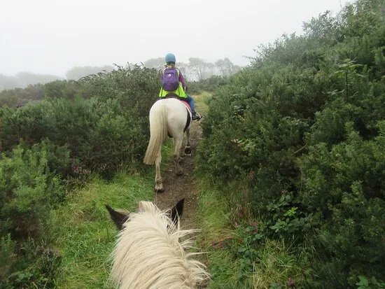 Wheal Buller Riding School