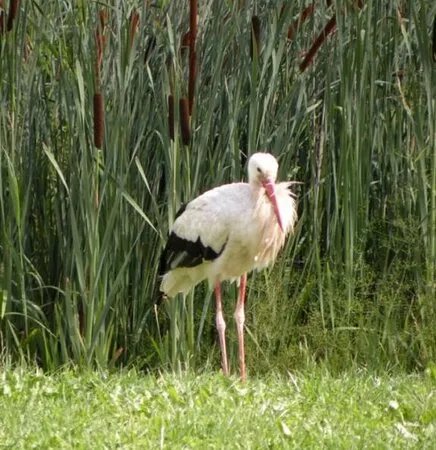 Parc a Cigognes de Soultz / Wuenheim