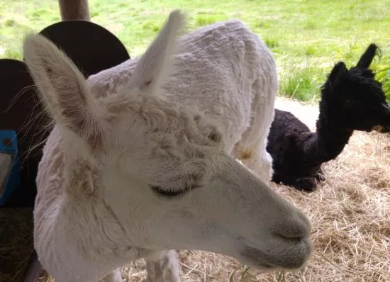 Escurial Animal and Flower Park