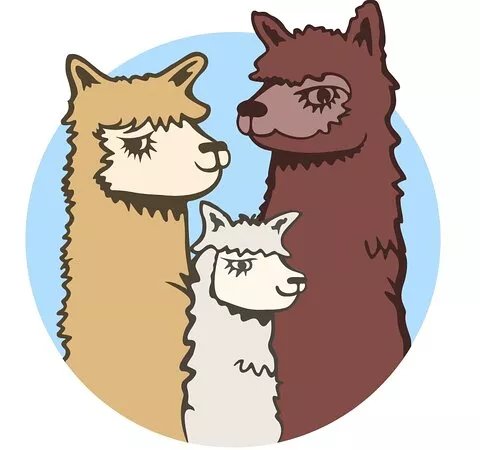 Acton Hill Alpacas