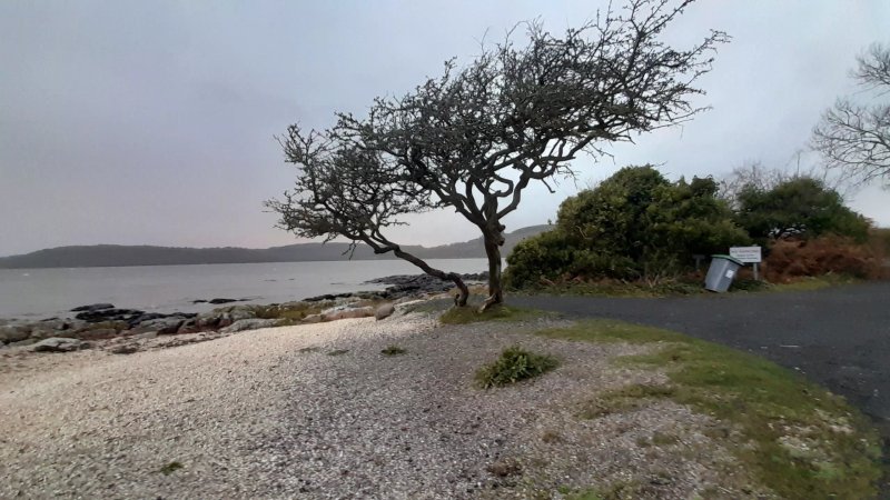 Kippford Tree Of The Year 2021