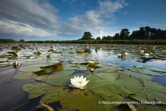 Naardermeer