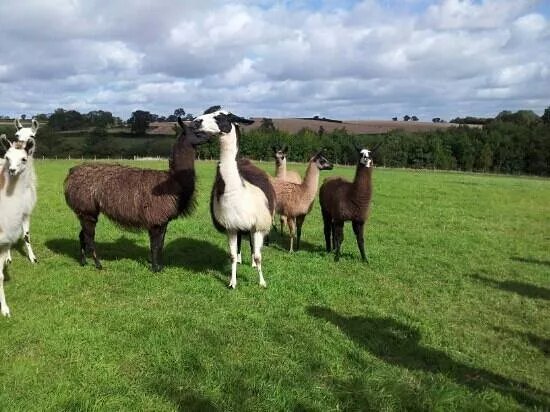 Catanger Llamas