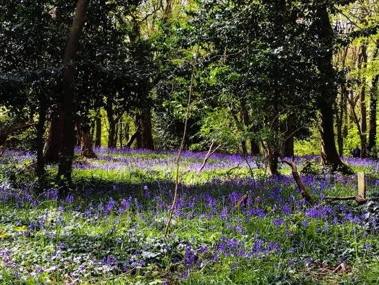 Highgate Wood