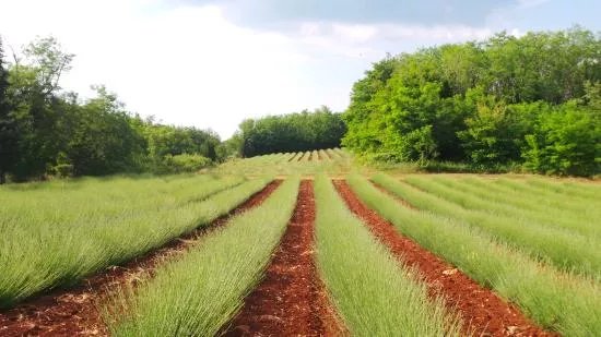 Lavanda Deklevi