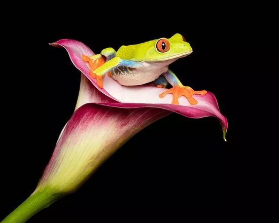 Chameleon Photography