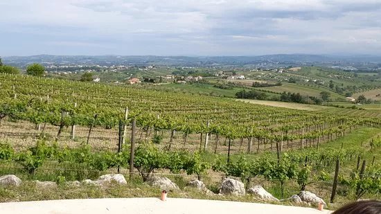 Stefania Pepe - Azienda Agri Bio Vitivinicola
