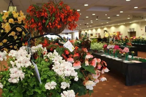 Ayr & District Flower Show