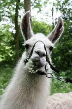 National Forest Llama Treks