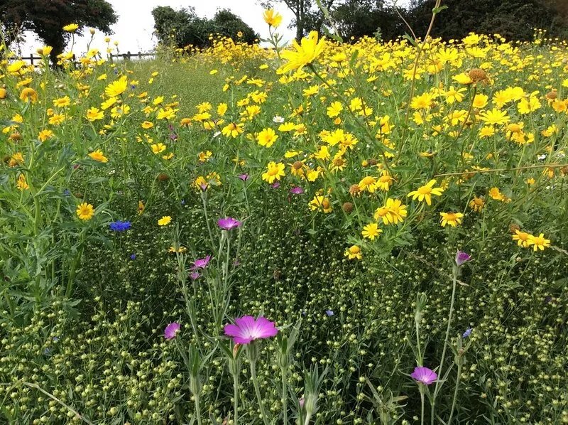Charming Country Cottage with private garden. We welcome children and dogs…..