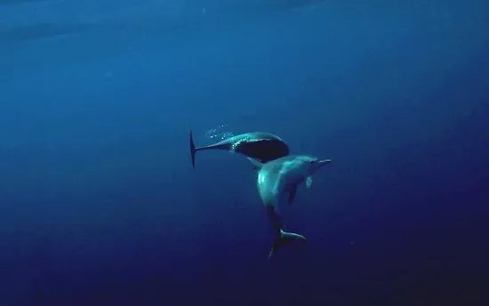 Sea Adventure