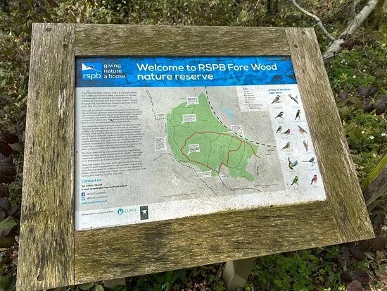 Fore Wood