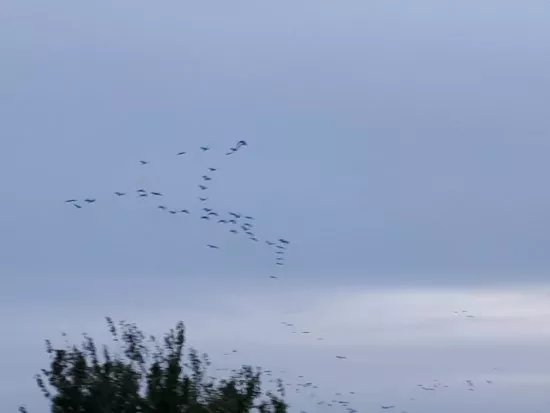 Pramort Naturschutzgebiet Kranichbeobachtungspunkt